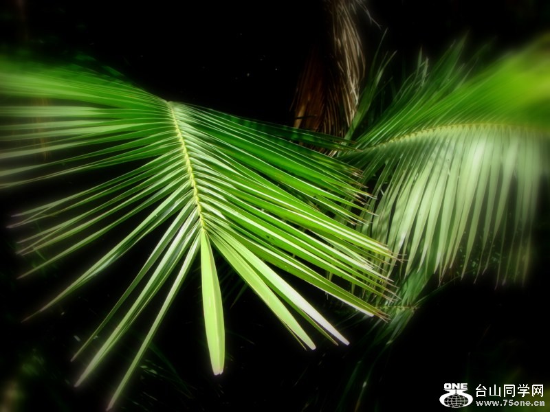 DSC06735 [800x600].jpg