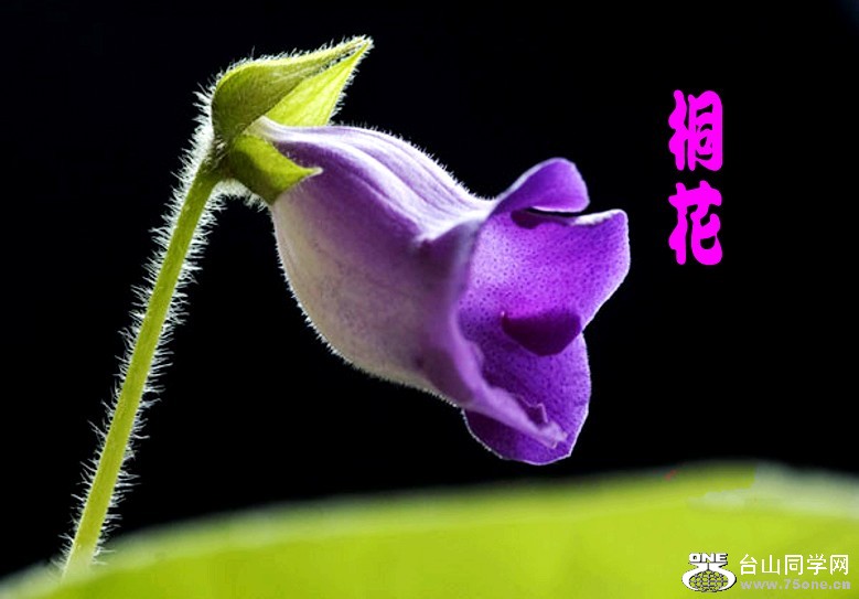 3860147830610124611_conew1.jpg