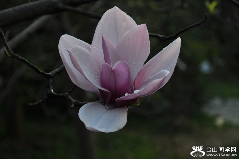 Ƭ 075.jpg