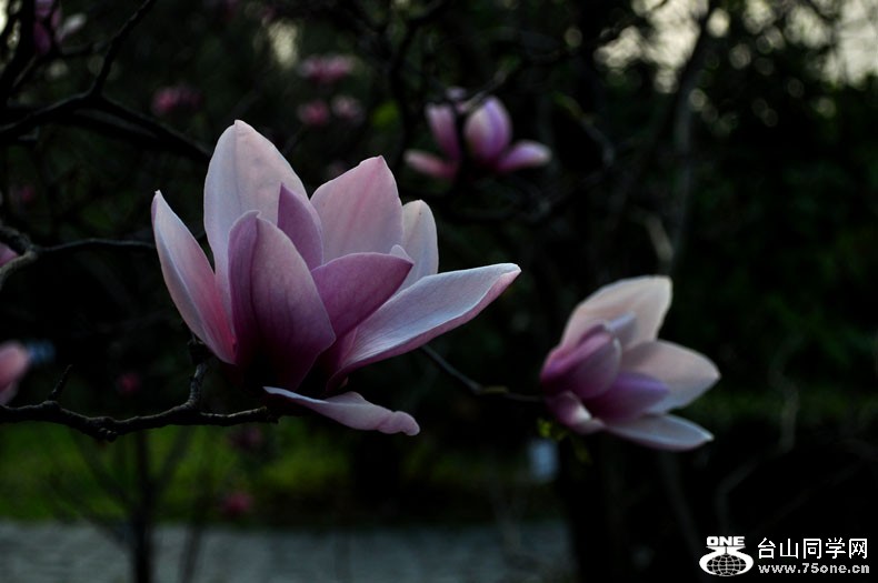 Ƭ 073.jpg