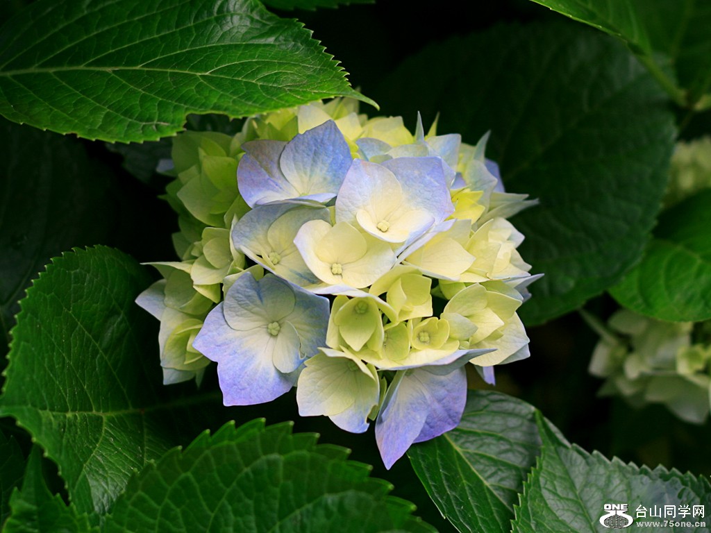 808 161.jpg