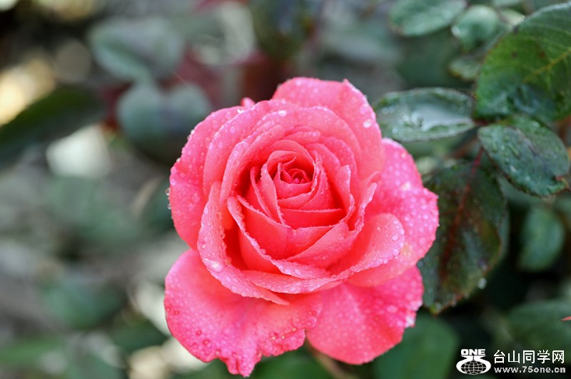 DSC_6796.JPG