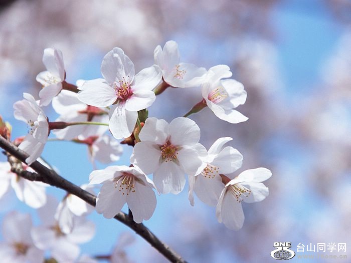 Japanese_Cherry_Blossom_wallpapers_GA030.jpg