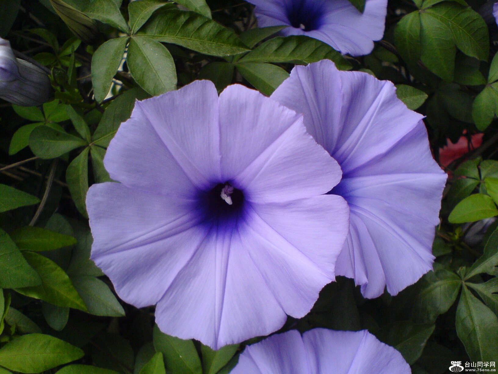 DSC05517.JPG