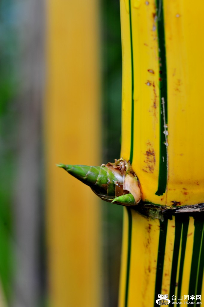 DSC_2299.jpg