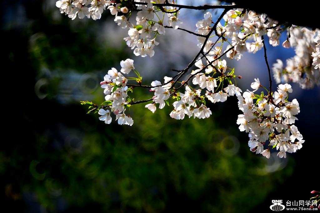 DSC_1032-1.jpg