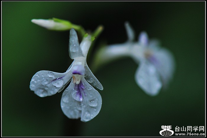 DSC_5419.JPG