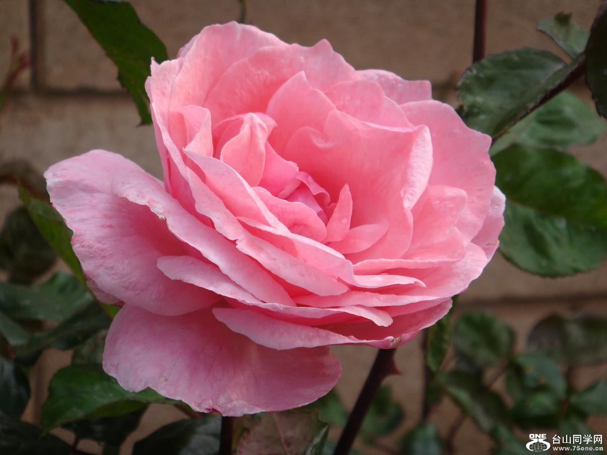 DSC02885.JPG
