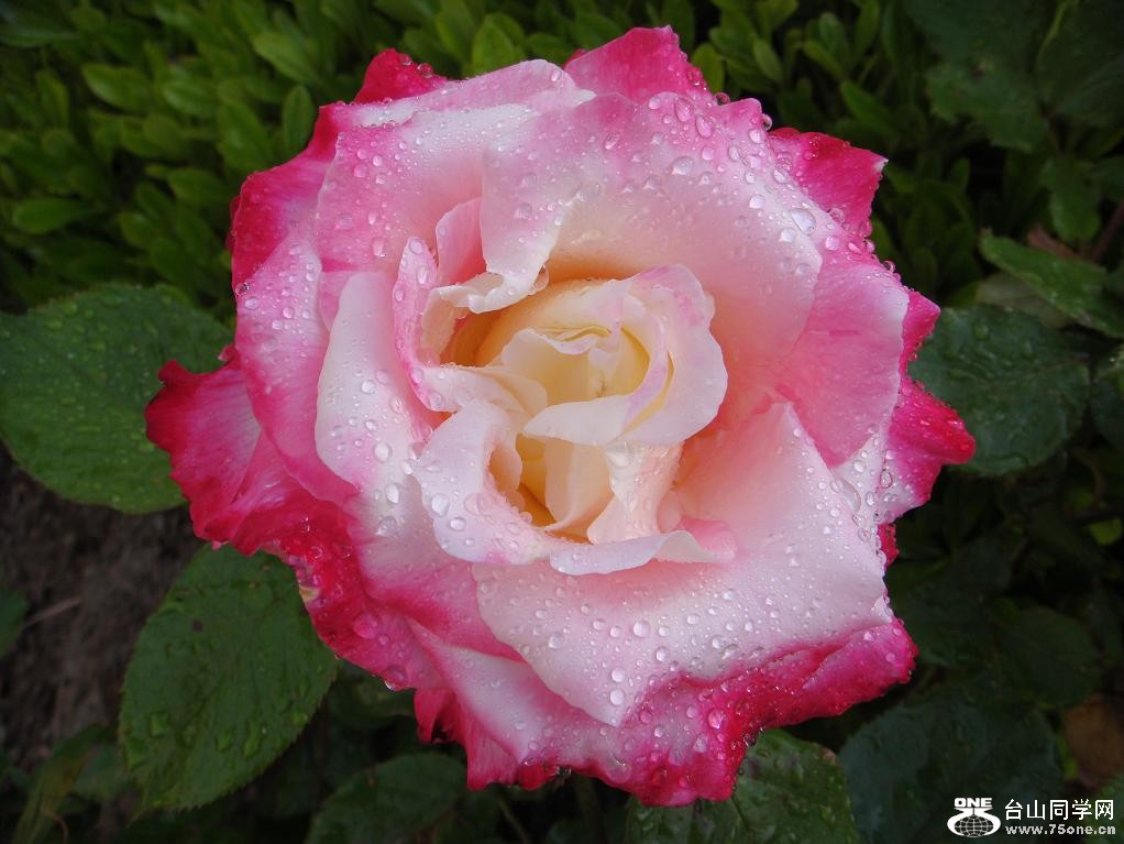 DSC02981.JPG