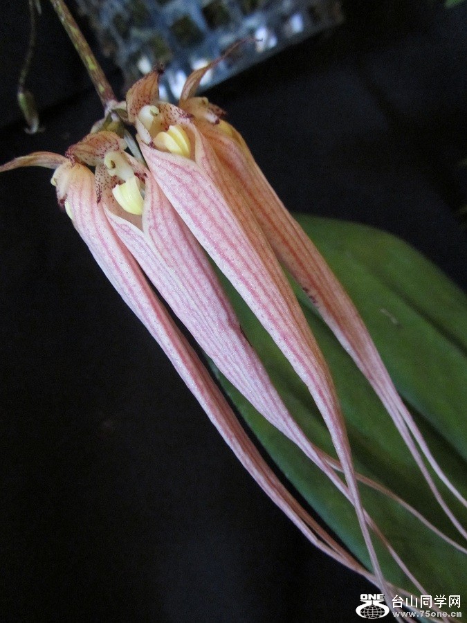 n050.jpg
