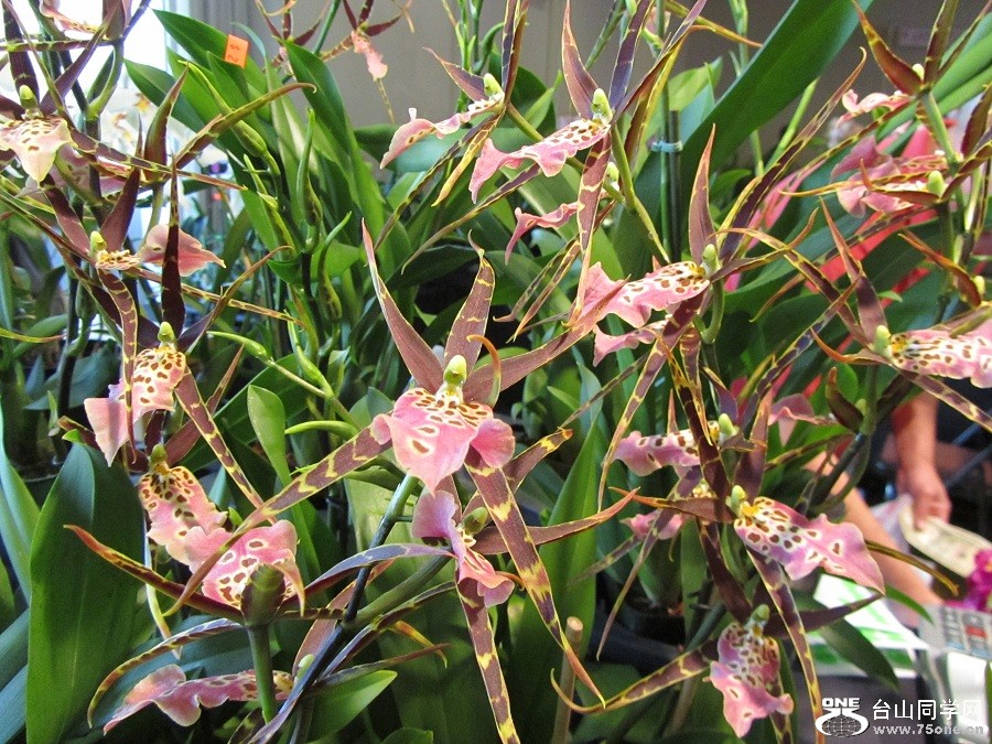 n090.jpg