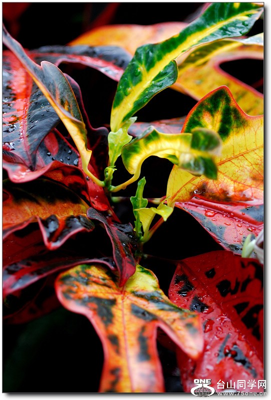DSC_0564.jpg