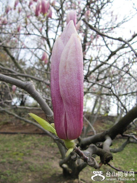 IMG_2509.jpg