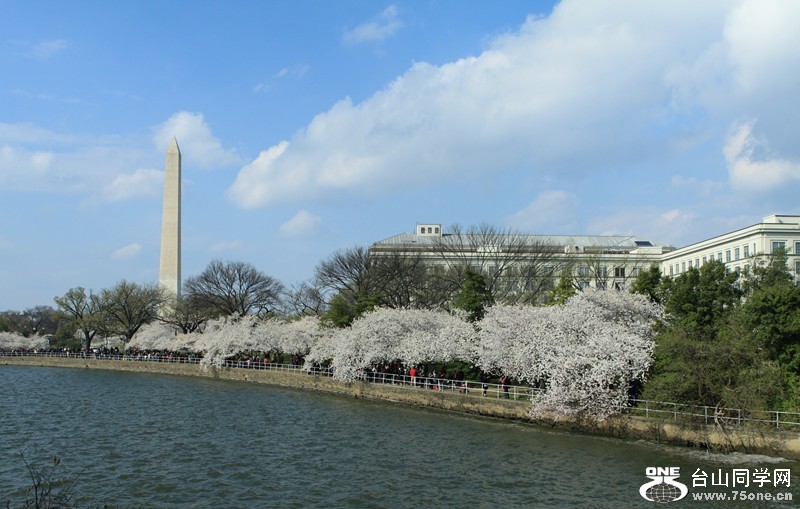 Cherry blossoms 01.JPG