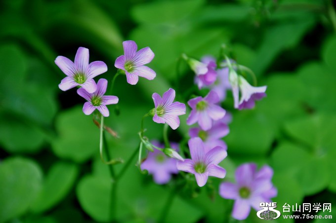 DSC_2269aa.jpg
