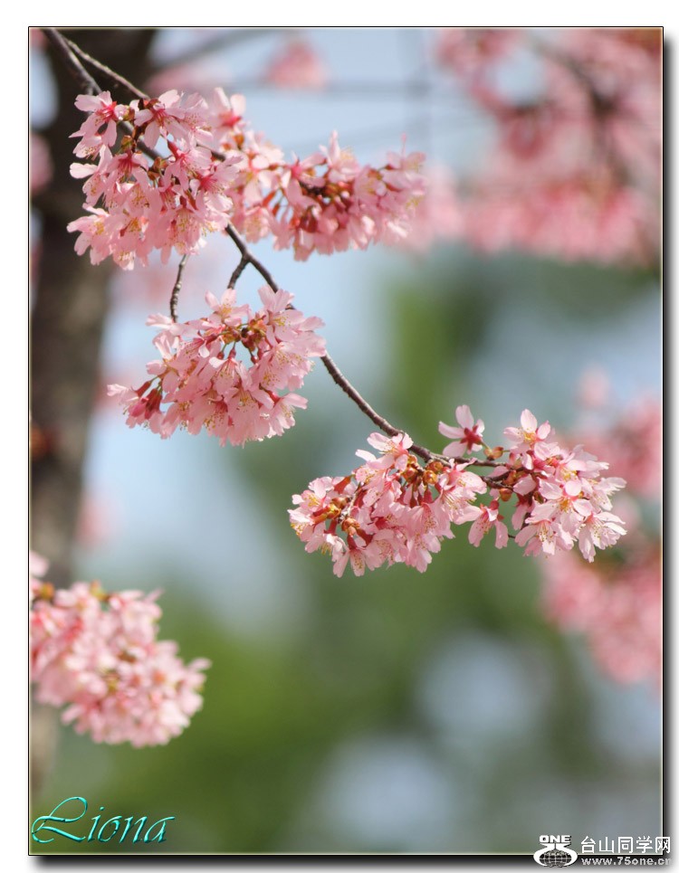 cherry3.jpg