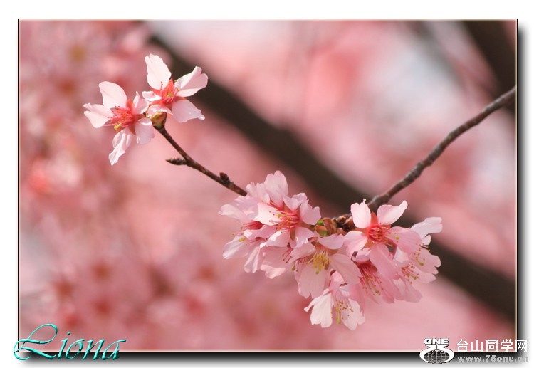cherry1.jpg