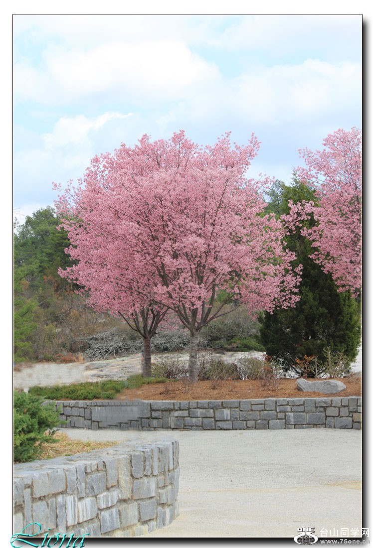 cherry3a.jpg