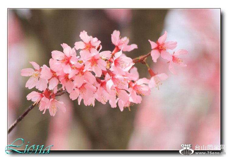 cherry1c.jpg