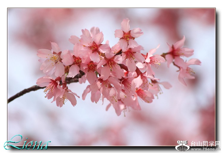 cherry1a.jpg
