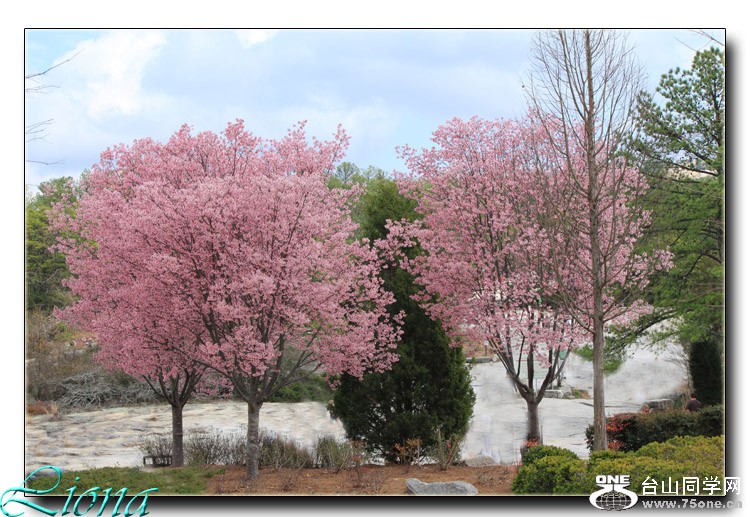 cherry.jpg