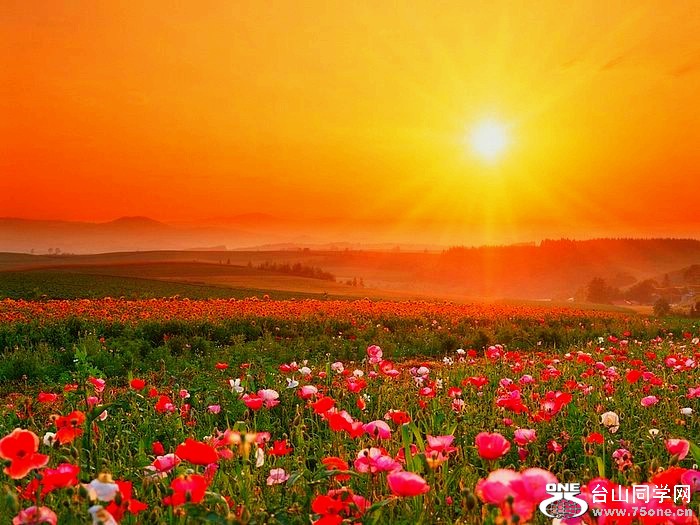 %5Bwallcoo%5D_Poppy_flower_wallpaper_034016_conew1.jpg