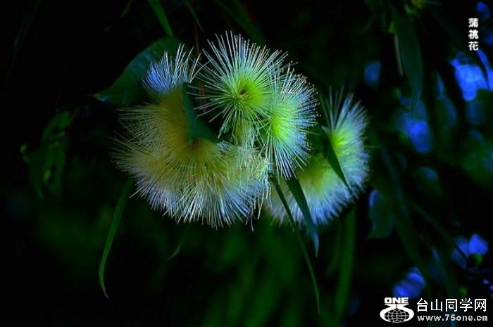 81_33908_287b96b060cc622.jpg