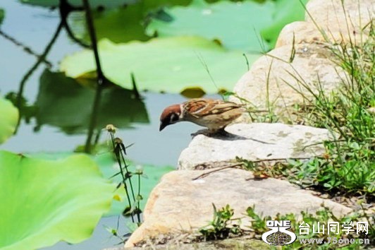 Ƭ 0931.jpg