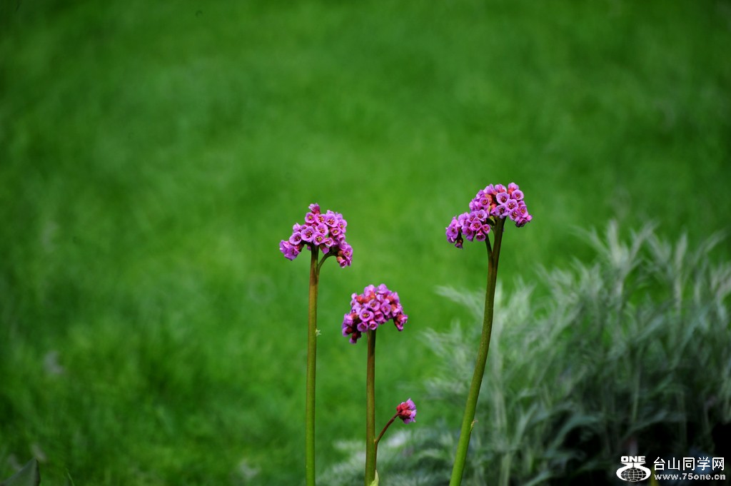 DSC_4765.jpg