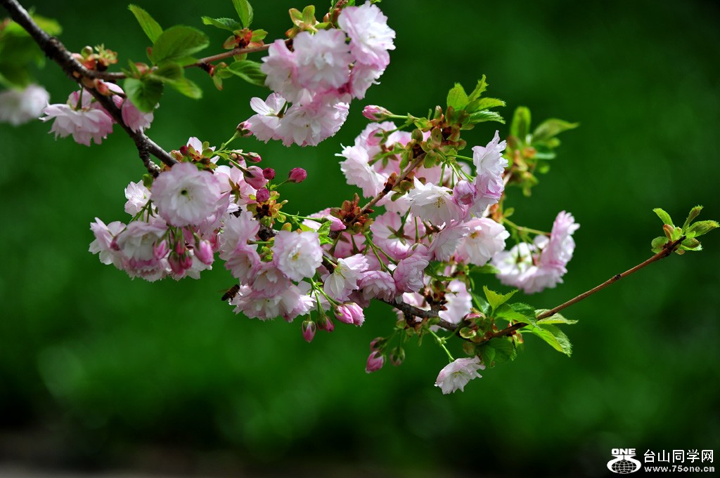 DSC_4246.jpg