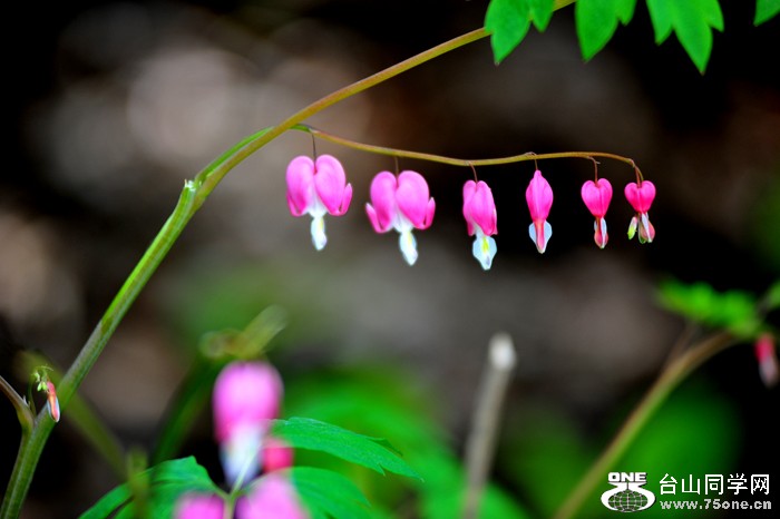 DSC_5090.jpg