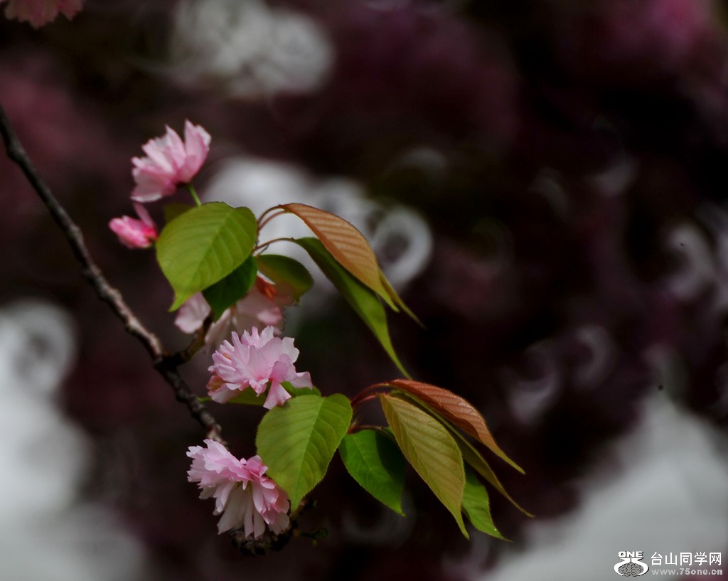 DSC_4750.jpg