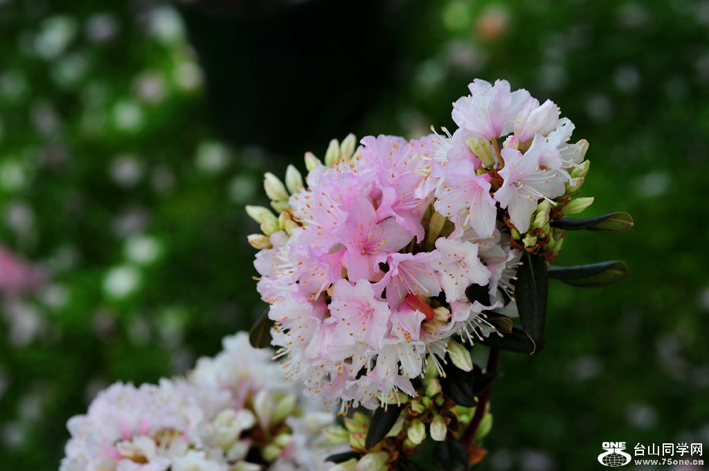 DSC_4768.jpg