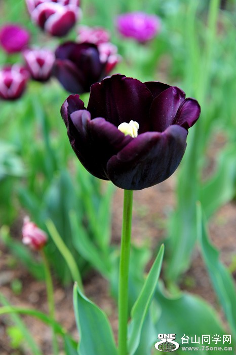 DSC_4995.jpg