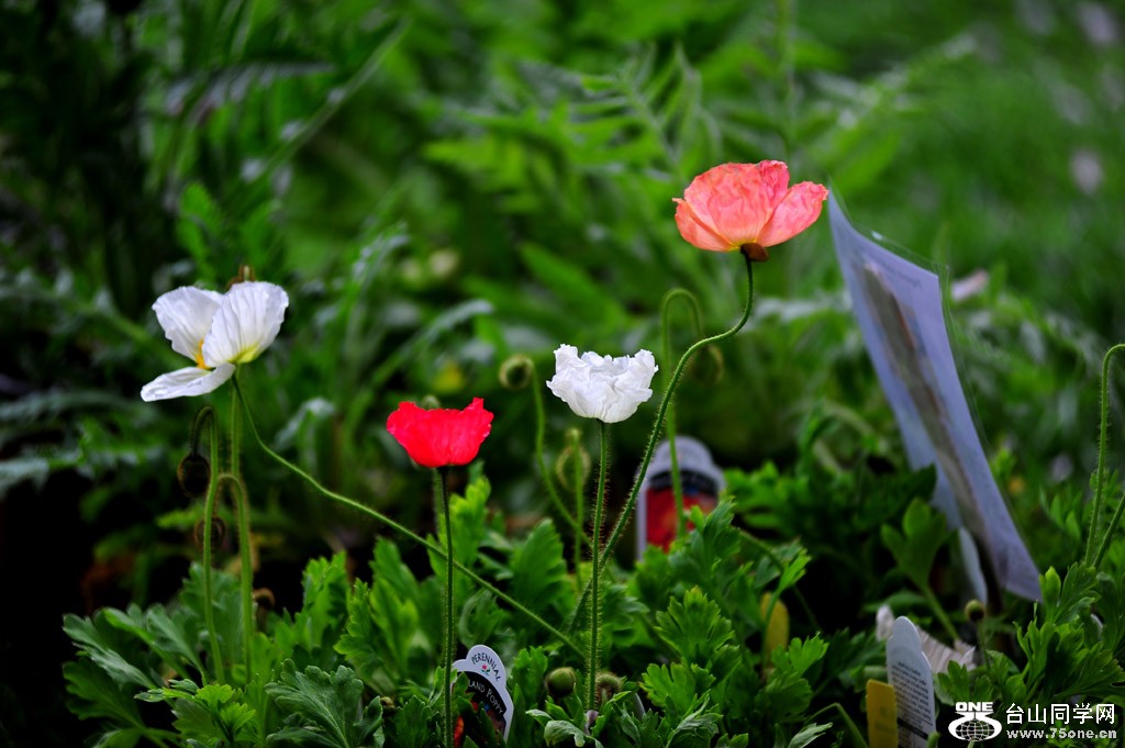 DSC_4730.jpg