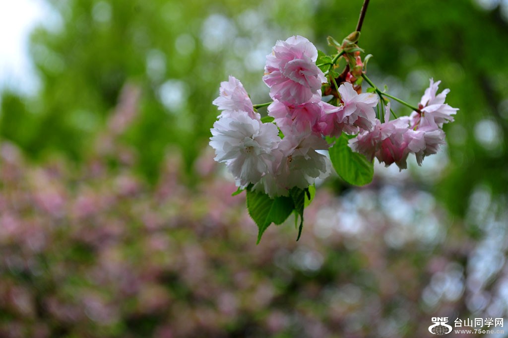 DSC_4902.jpg
