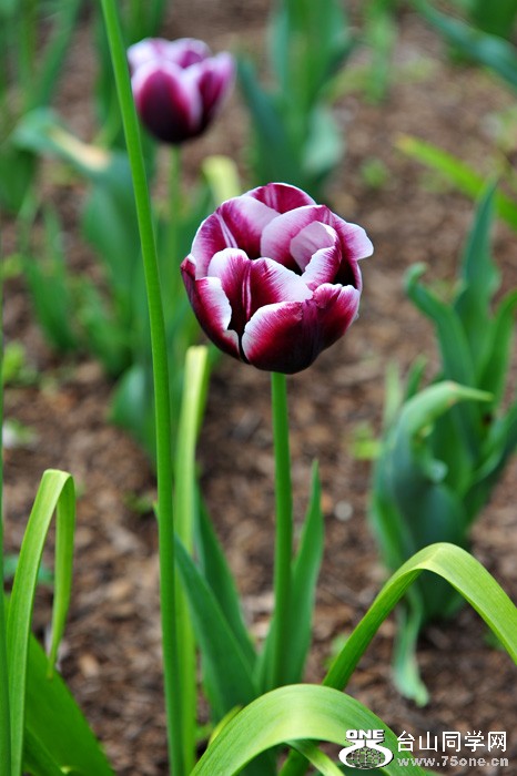 DSC_4996.jpg