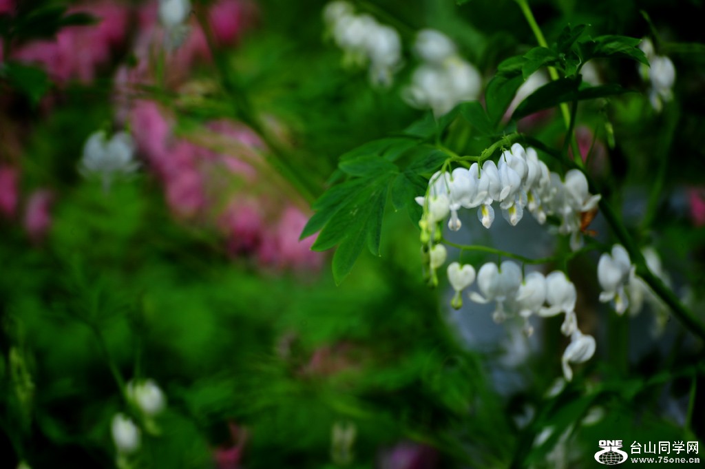 DSC_4766.jpg