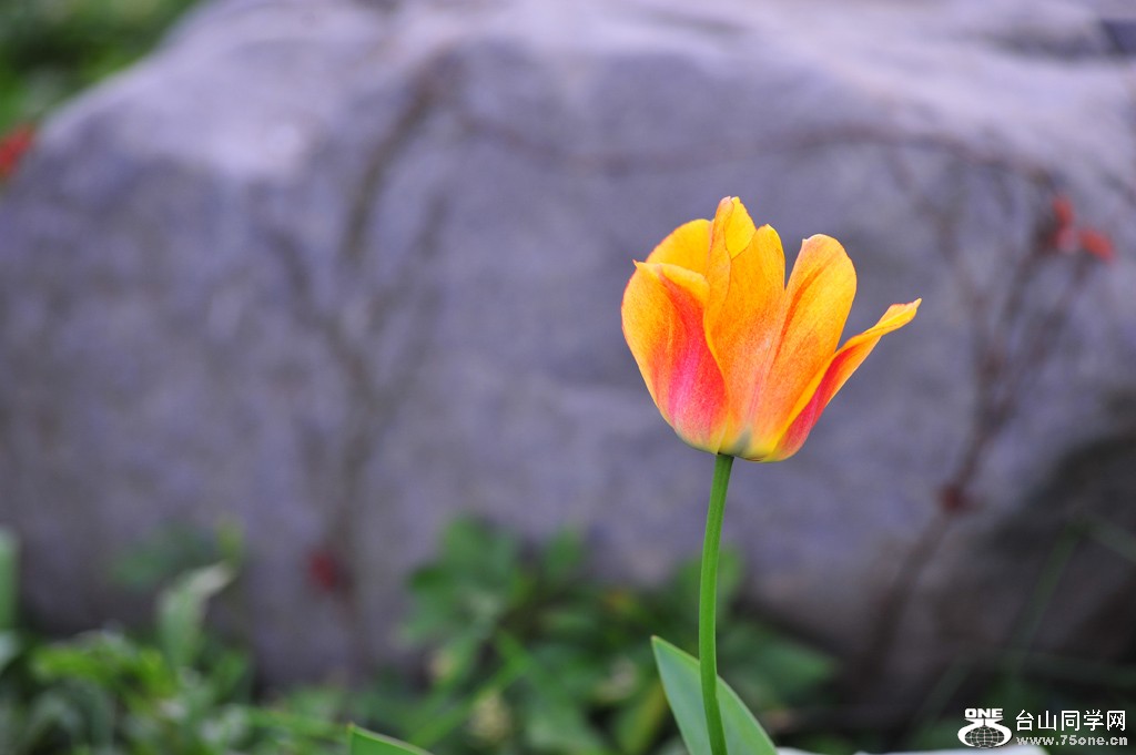 DSC_4703.jpg