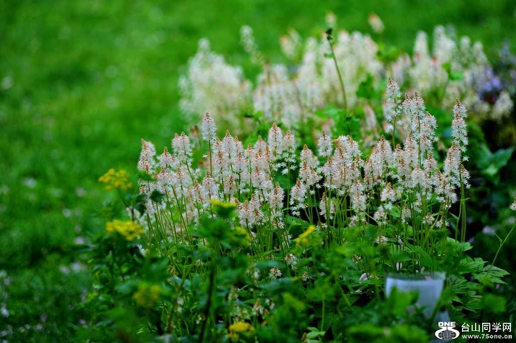 DSC_4811.jpg