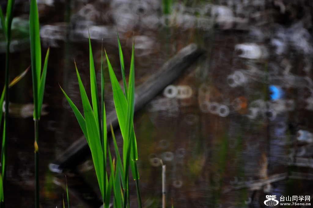 DSC_3906.jpg
