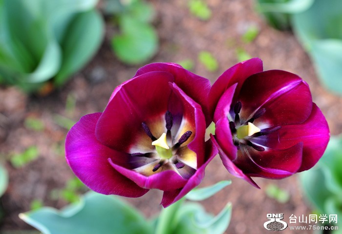 DSC_4998.jpg