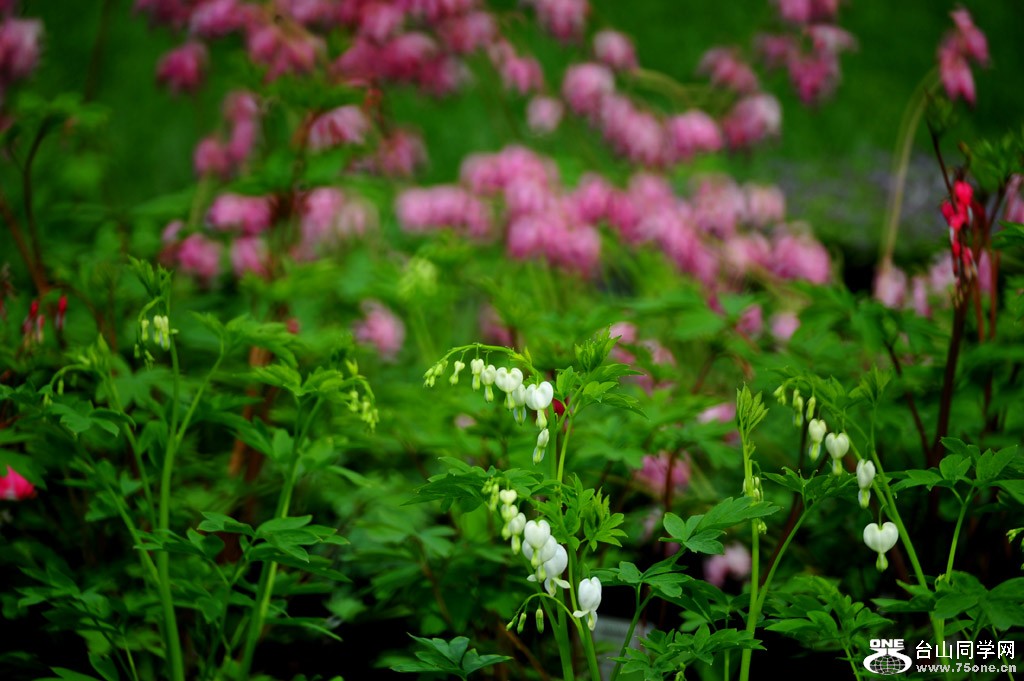DSC_4759.jpg