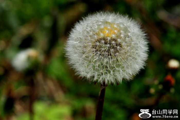 DSC_4946.jpg