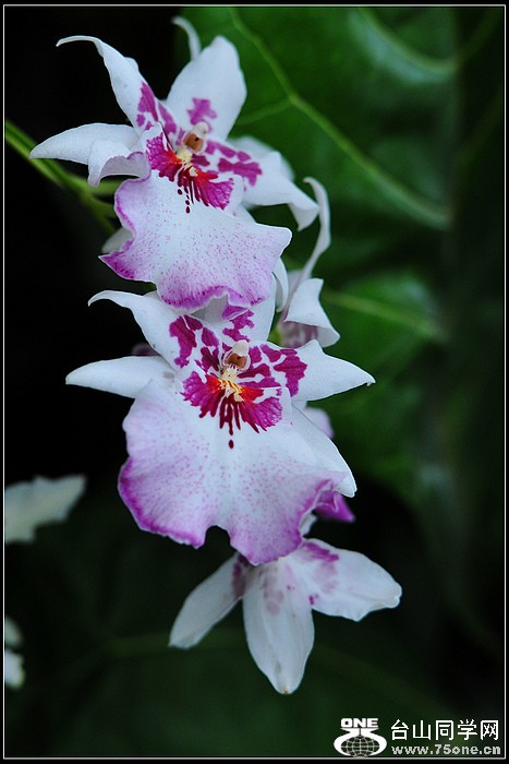 DSC_6390.JPG