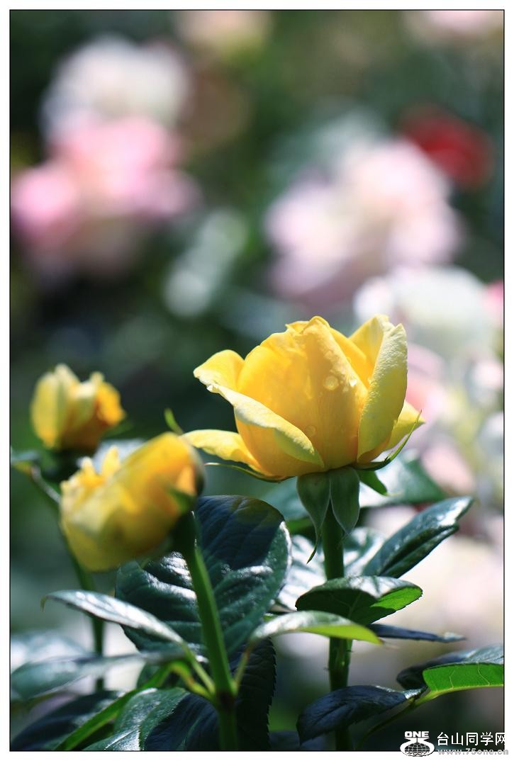 }u -IMG_9278cc.jpg