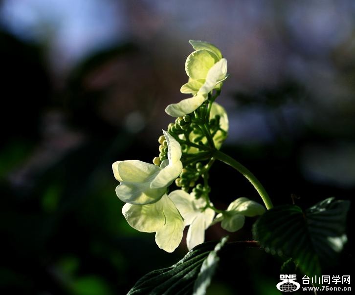 }u -IMG_7143cc.jpg