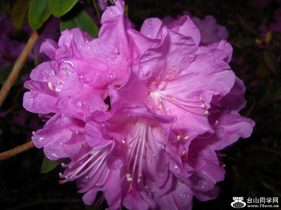 PICT4794.JPG