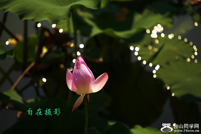 _MG_7987.JPG
