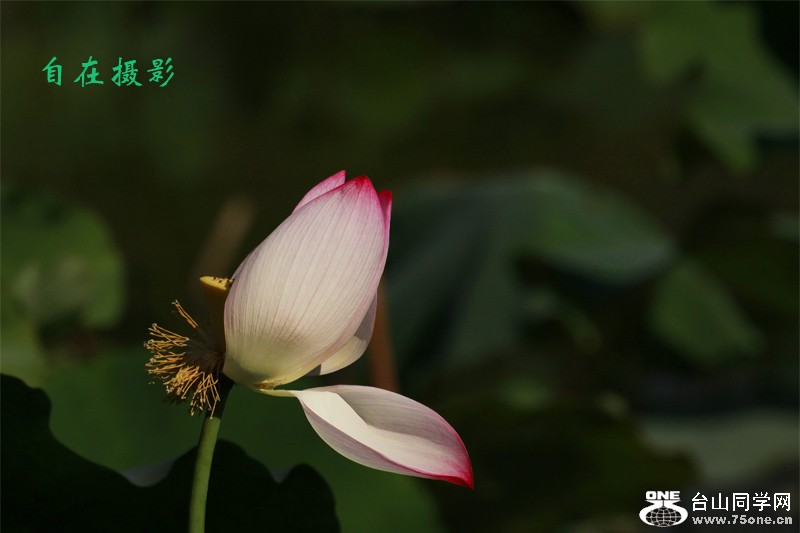 _MG_7926.JPG
